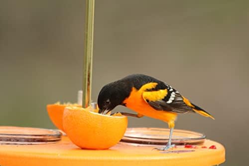 Чайник Moraine Super Oriole От Рециклирани Портокалови Плодове, Желе, А за птици с Брашно, червеи с Оранжев Покрив