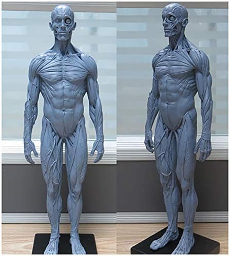 Модел Анатомична модел на човешкия Скелет - 30 см Модел Анатомична мускулите, Костите на Човека -Материал PU Модел Мъжки Анатомични парчета
