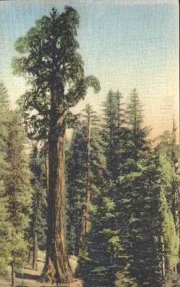 Национален парк Генерал Грант, Калифорния Картичка